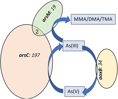 Niche Differentiation of Arsenic-Transforming Microbial Groups in the Rice Rhizosphere Compartments as Impacted by Water Management and Soil-Arsenic Concentrations